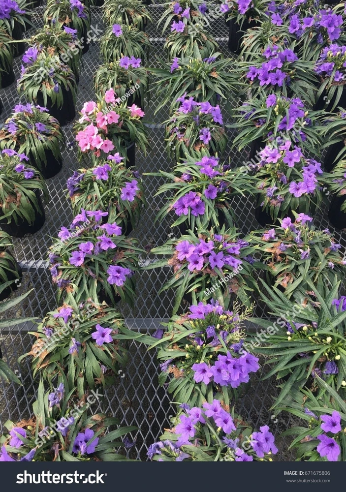 Purple Dwarf Mexican Petunia Katie Live Plant – Ruellia Perennial Ground Cover – 1 Gallon Pot – Outdoor - Image 2