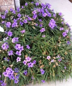 Purple Dwarf Mexican Petunia Katie Live Plant – Ruellia Perennial Ground Cover – 1 Gallon Pot – Outdoor - Image 3