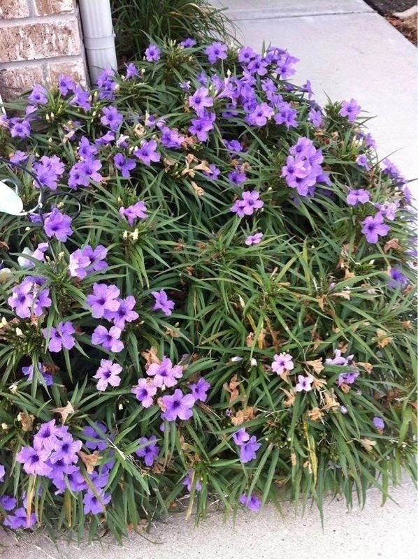 Purple Dwarf Mexican Petunia Katie Live Plant – Ruellia Perennial Ground Cover – 1 Gallon Pot – Outdoor - Image 3