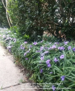 Purple Dwarf Mexican Petunia Katie Live Plant – Ruellia Perennial Ground Cover – 1 Gallon Pot – Outdoor - Image 4