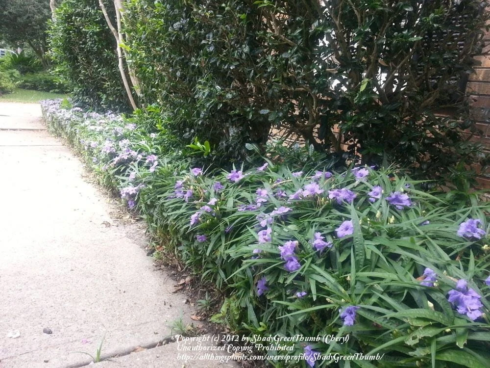 Purple Dwarf Mexican Petunia Katie Live Plant – Ruellia Perennial Ground Cover – 1 Gallon Pot – Outdoor - Image 4