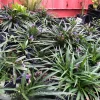 Purple Dwarf Mexican Petunia Katie Live Plant – Ruellia Perennial Ground Cover – 1 Gallon Pot – Outdoor - Image 1