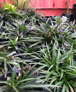 Purple Dwarf Mexican Petunia Katie Live Plant – Ruellia Perennial Ground Cover – 1 Gallon Pot – Outdoor - Image 1