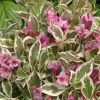 Purple Effect Weigela Live Plant - Purple-Pink Blooms, 4 inch Pot - Image 1