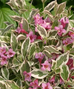 Purple Effect Weigela Live Plant - Purple-Pink Blooms, 4 inch Pot - Image 1