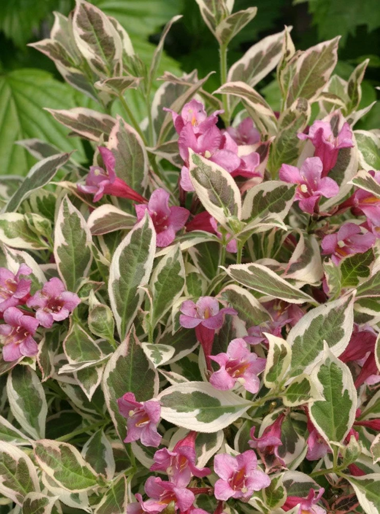 Purple Effect Weigela Live Plant - Purple-Pink Blooms, 4 inch Pot - Image 1