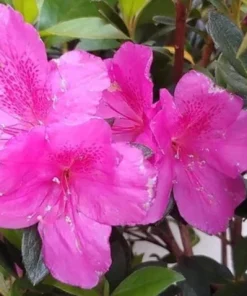 Purple Formosa Live Plant – Evergreen Shrub – 4 inch Pot – Pink Blooms - Image 2