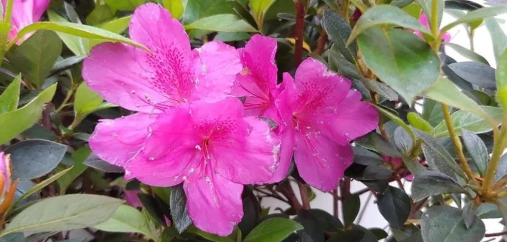 Purple Formosa Live Plant – Evergreen Shrub – 4 inch Pot – Pink Blooms - Image 2
