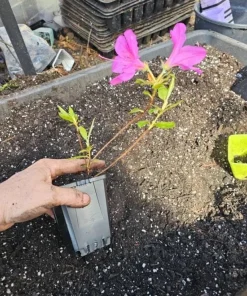 Purple Formosa Live Plant – Evergreen Shrub – 4 inch Pot – Pink Blooms - Image 3