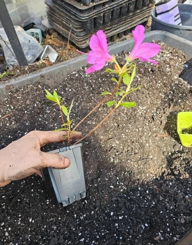 Purple Formosa Live Plant – Evergreen Shrub – 4 inch Pot – Pink Blooms - Image 3