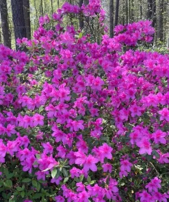 Purple Formosa Live Plant – Evergreen Shrub – 4 inch Pot – Pink Blooms - Image 4