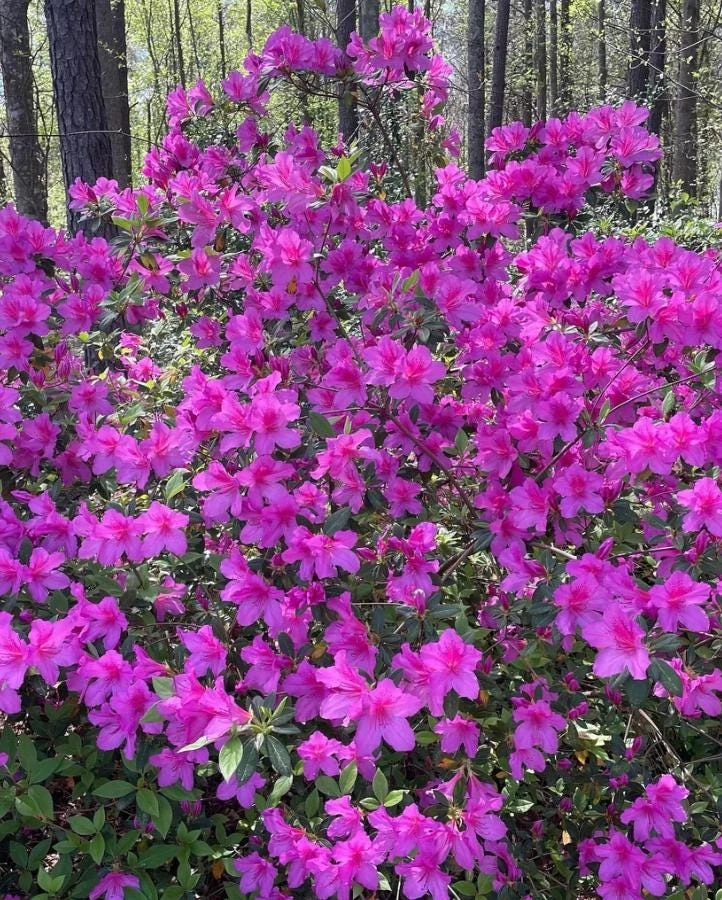 Purple Formosa Live Plant – Evergreen Shrub – 4 inch Pot – Pink Blooms - Image 4