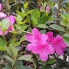 Purple Formosa Live Plant – Evergreen Shrub – 4 inch Pot – Pink Blooms - Image 1