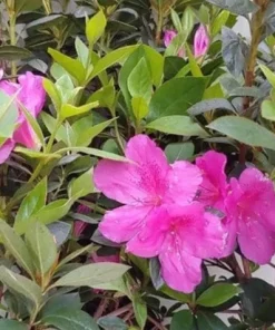 Purple Formosa Live Plant – Evergreen Shrub – 4 inch Pot – Pink Blooms - Image 1