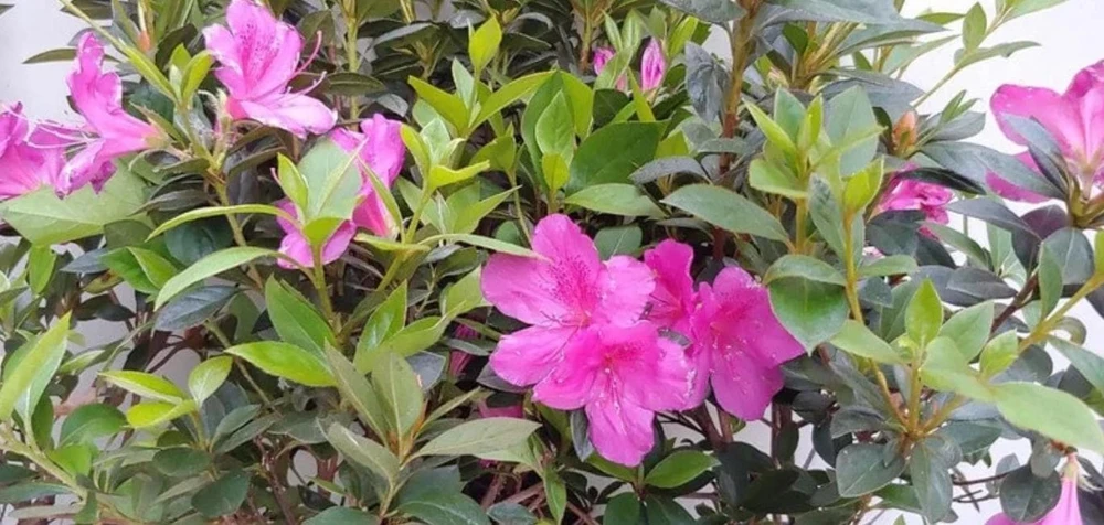 Purple Formosa Live Plant – Evergreen Shrub – 4 inch Pot – Pink Blooms - Image 1