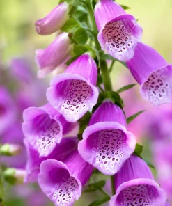 Purple Foxglove Live Plant – Hardy Perennial, Digitalis purpurea, 2-4 Inch Tall, 3 Inch Pot - Image 4