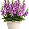 Purple Foxglove Live Plant – Hardy Perennial, Digitalis purpurea, 2-4 Inch Tall, 3 Inch Pot - Image 1