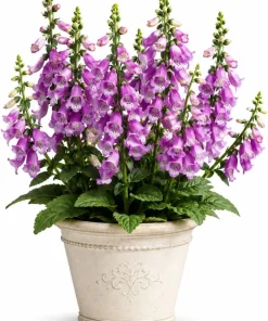 Purple Foxglove Live Plant – Hardy Perennial, Digitalis purpurea, 2-4 Inch Tall, 3 Inch Pot - Image 1