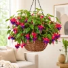 Purple Fuchsia Live Plant – 4-6 inch Tall, 6 Inch Pot – Home Garden Flowers - Image 1