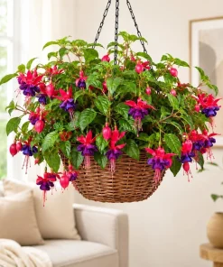 Purple Fuchsia Live Plant – 4-6 inch Tall, 6 Inch Pot – Home Garden Flowers - Image 1