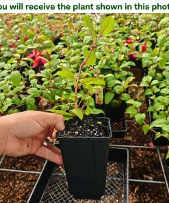 Purple Fuchsia Live Plant – 4-6 inch Tall, 6 Inch Pot – Indoor/Outdoor Flower - Image 2