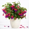 Purple Fuchsia Live Plant – 4-6 inch Tall, 6 Inch Pot – Indoor/Outdoor Flower - Image 1