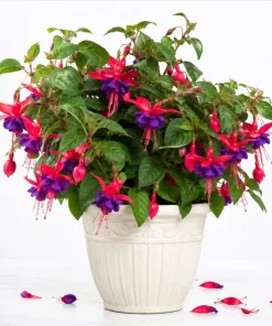 Purple Fuchsia Live Plant – 4-6 inch Tall, 6 Inch Pot – Indoor/Outdoor Flower - Image 1