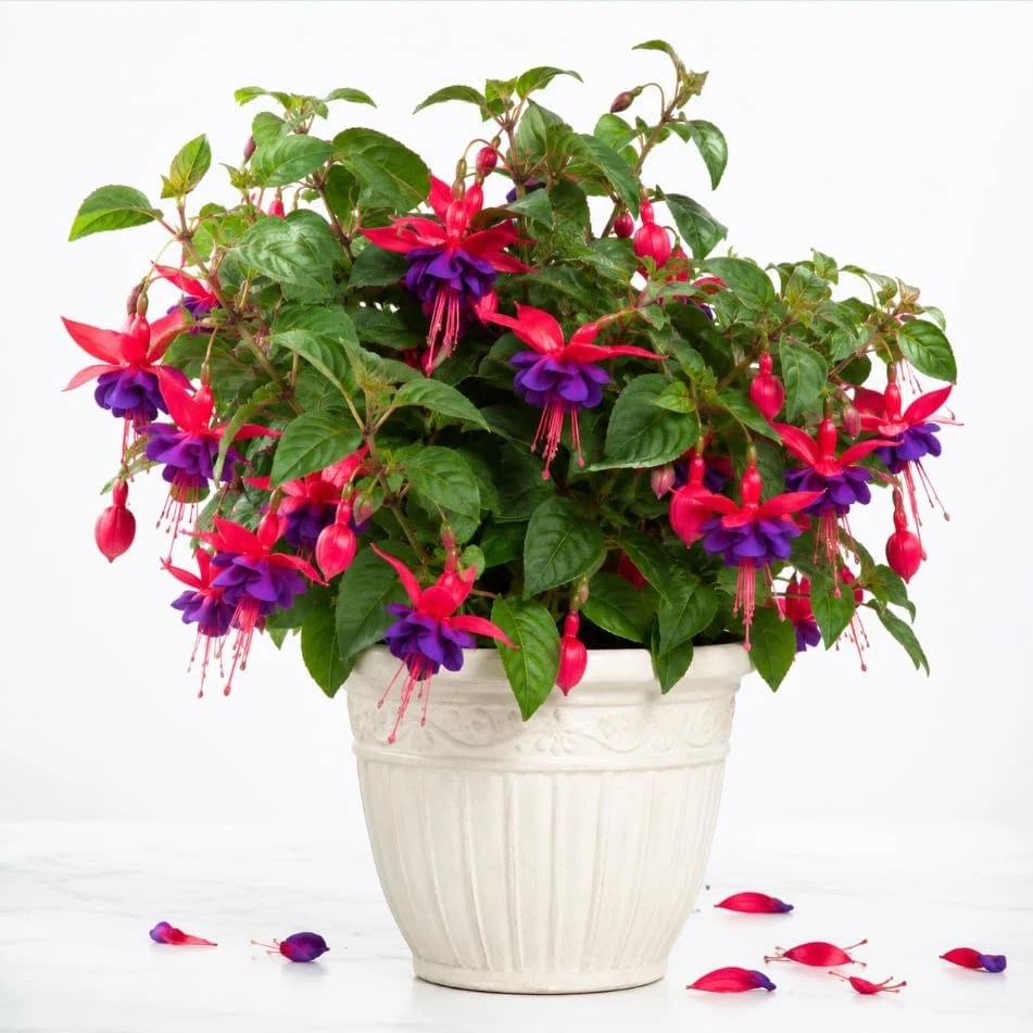 Purple Fuchsia Live Plant – 4-6 inch Tall, 6 Inch Pot – Indoor/Outdoor Flower - Image 1