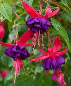 Purple Fuchsia Live Plant – 4-6 inch Tall, 6 Inch Pot – Indoor/Outdoor Flower - Image 3