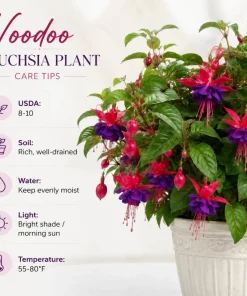 Purple Fuchsia Live Plant – 4-6 inch Tall, 6 Inch Pot – Indoor/Outdoor Flower - Image 4