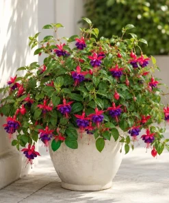 Purple Fuchsia Live Plant – 4-6 inch Tall, 6 Inch Pot – Home Garden Flowers - Image 4