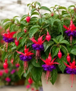 Purple Fuchsia Live Plant – 4-6 inch Tall, 6 Inch Pot – Home Garden Flowers - Image 6