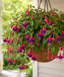 Purple Fuchsia Live Plant – 4-6 inch Tall, 6 Inch Pot – Indoor/Outdoor Flower - Image 6