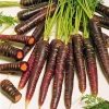 Purple Haze Carrot Seeds - 100 Seeds - All America Selections Winner - Image 1
