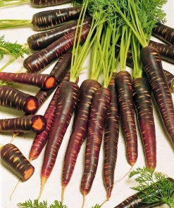 Purple Haze Carrot Seeds - 100 Seeds - All America Selections Winner - Image 1