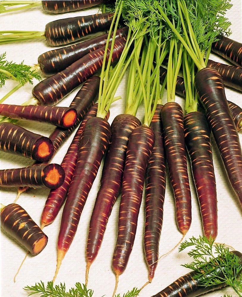 Purple Haze Carrot Seeds - 100 Seeds - All America Selections Winner - Image 1