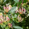 Purple Honeysuckle Live Plant – Fragrant Lonicera Vine, 1 Gallon Pot, Outdoor - Image 1