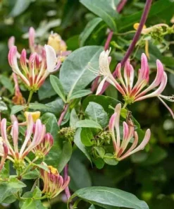 Purple Honeysuckle Live Plant – Fragrant Lonicera Vine, 1 Gallon Pot, Outdoor - Image 1