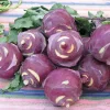 Purple Kohlrabi Seeds - 2 Grams - Heirloom Vegetable for Gardens - Image 1