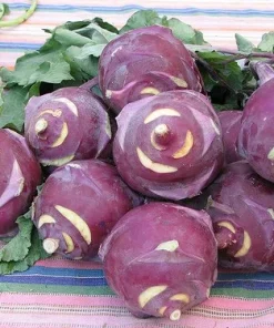 Purple Kohlrabi Seeds - 2 Grams - Heirloom Vegetable for Gardens - Image 1