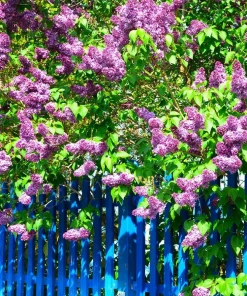 Purple Lilac Live Plant – Fragrant Deciduous Shrub – 4-inch Pot – Outdoor - Image 2