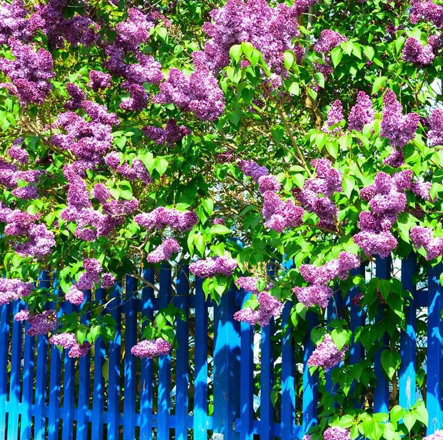 Purple Lilac Live Plant – Fragrant Deciduous Shrub – 4-inch Pot – Outdoor - Image 2