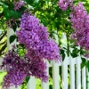 Purple Lilac Live Plant – Fragrant Deciduous Shrub – 4-inch Pot – Outdoor - Image 1