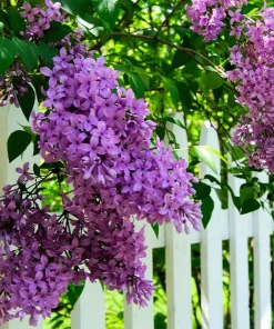 Purple Lilac Live Plant – Fragrant Deciduous Shrub – 4-inch Pot – Outdoor - Image 1