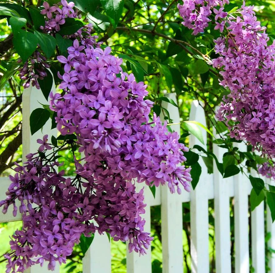 Purple Lilac Live Plant – Fragrant Deciduous Shrub – 4-inch Pot – Outdoor - Image 1