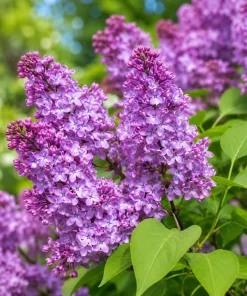 Purple Lilac Live Plant - Fragrant Shrub, 3-5
