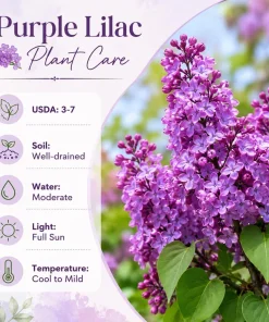 Purple Lilac Live Plant - Fragrant Shrub, 3-5