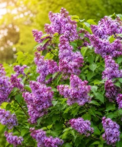 Purple Lilac Live Plant - Fragrant Shrub, 3-5