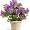 Purple Lilac Live Plant - Fragrant Shrub, 3-5" Tall, 4" Pot, Outdoor - Image 1