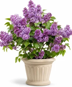 Purple Lilac Live Plant - Fragrant Shrub, 3-5